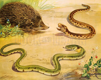 The unhappy grass snake (Original Macmillan Poster) (Print)