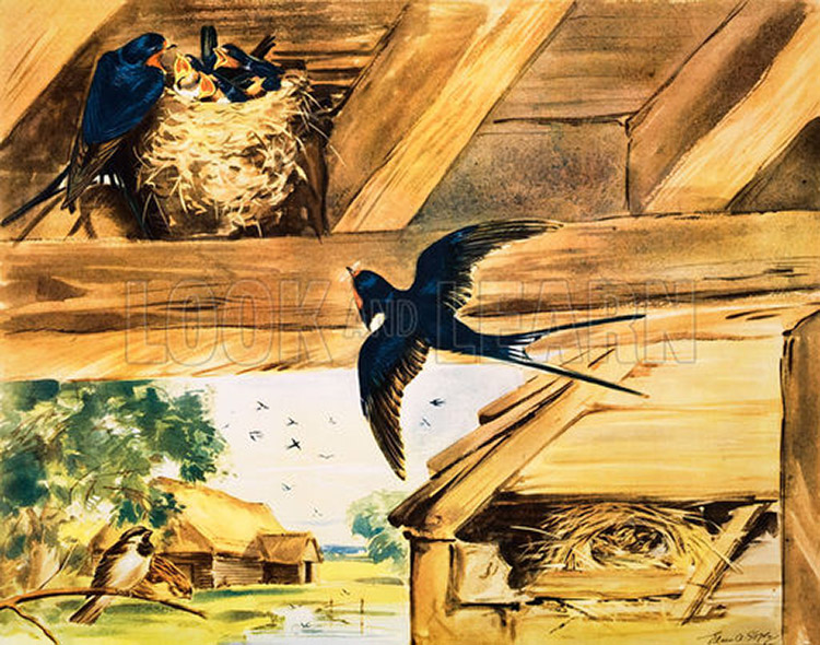 The Swallows in the Barn (Original Macmillan Poster) (Print) by Eileen Soper at The Illustration Art Gallery