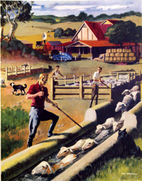 Dipping Sheep in Australia (Original Macmillan Poster) (Print)