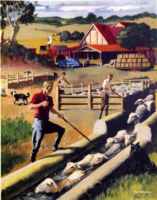 Dipping Sheep in Australia (Original Macmillan Poster) (Print) by Mac Tatchell at The Illustration Art Gallery