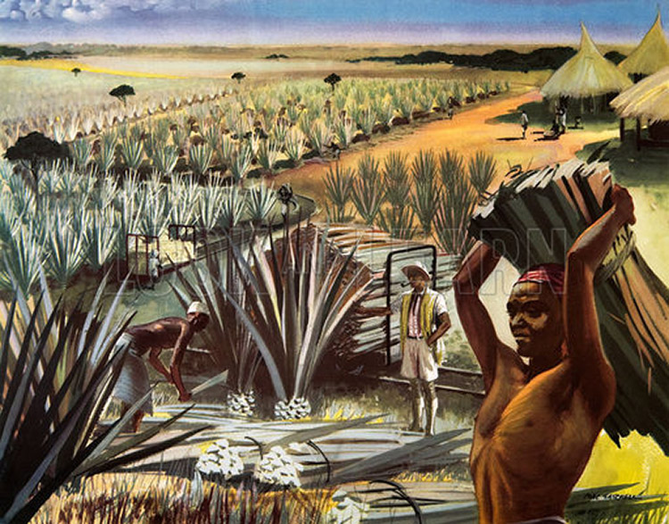 A Sisal plantation in Tanganyika (Original Macmillan Poster) (Print) by Mac Tatchell at The Illustration Art Gallery