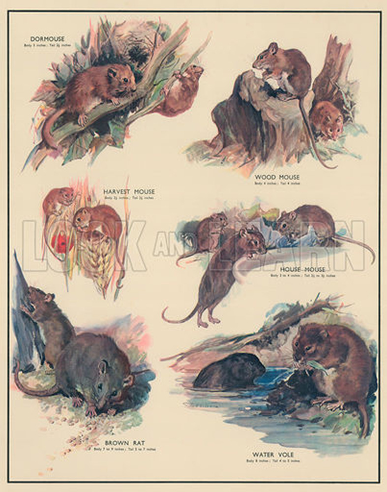 Gnawing Animals (Original Macmillan Poster) by Stuart Tresilian at the  Illustration Art Gallery
